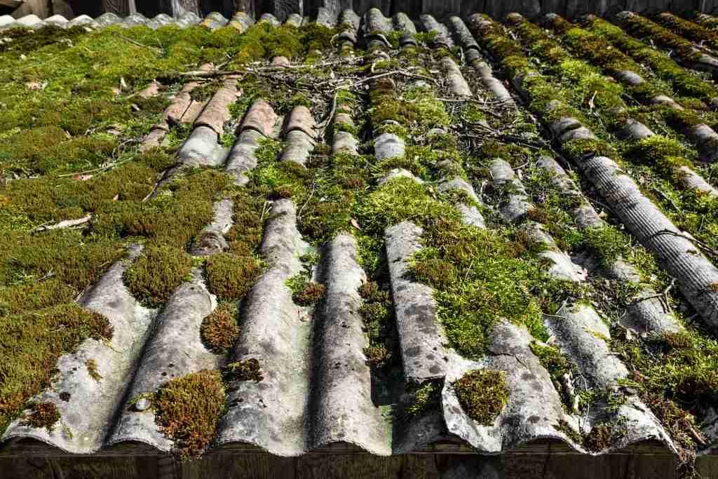 Moss removal